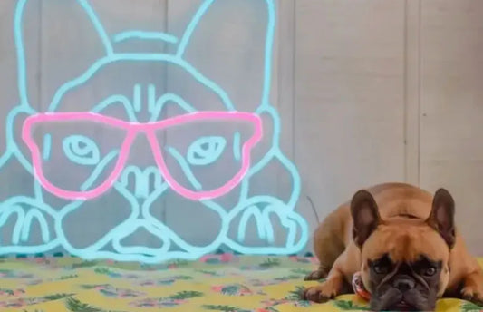 5 Ways to Art-ify Your Pet | The Brite Life Blog